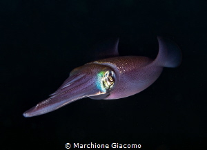 Squid
Lembeh strait. Nikon D800E , 105 macro, two strobo by Marchione Giacomo 